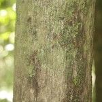 Lecythis persistens Kabuk