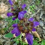 Prunella grandiflora Blomma