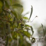 Acacia auriculiformis Owoc