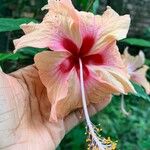 Hibiscus spp. Blodyn