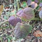 Disanthus cercidifolius Leaf