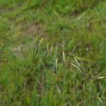 Avena barbata Fruit