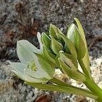 Ornithogalum balansae Virág