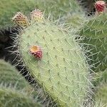 Opuntia leucotricha Blad