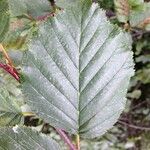 Alnus alnobetula Liść