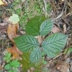 Rubus polonicus Leaf