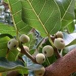 Ficus ingens Фрукт