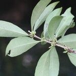 Pleiocarpa pycnantha Leaf