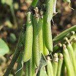 Crotalaria pallida Frukto