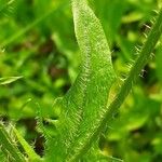 Crepis setosa Folha