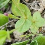 Centaurium pulchellum Ліст