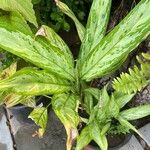 Aglaonema nitidum Feuille