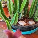 Stapelia hirsuta Hostoa
