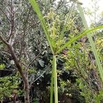 Cyperus glomeratus Blüte