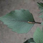 Dahlia spp. Leaf