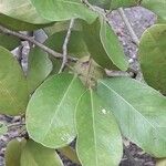 Capparis flexuosa Leaf