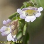 Chaenorhinum villosum Floare