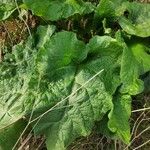 Arctium minusLeaf