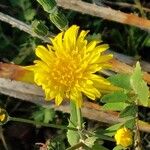 Sonchus tenerrimus Квітка