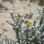 Achillea maritimaLapas