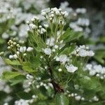 Crataegus laevigataFloro