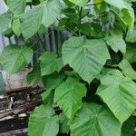 Paulownia tomentosaبرگ