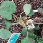 Begonia acida Annet