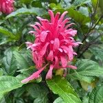 Justicia carnea ফুল