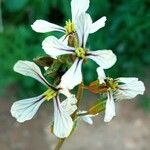 Eruca vesicaria Flor