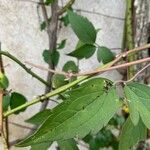 Pistacia terebinthus Leaf