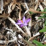 Crocus corsicus Flower