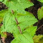 Veronica austriaca Leaf
