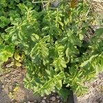 Stevia rebaudiana Annet