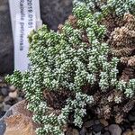 Raoulia petriensis Hoja