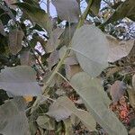 Nicotiana glauca Deilen