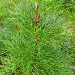 Paeonia tenuifolia Blatt