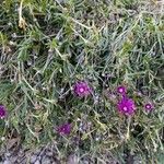 Delosperma cooperiFlower