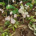 Begonia obliqua Folla