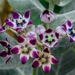 Calotropis procera फूल