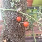 Solanum pimpinellifolium Vrucht