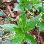 Mercurialis perennis Blad