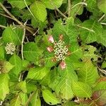 Hydrangea serrata Агульны выгляд