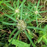 Spermacoce verticillata फूल