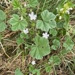 Malva neglecta ഇല