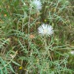 Galactites tomentosus Õis