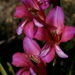 Gladiolus dubius Flor