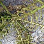 Schefflera pseudocandelabrum Hábito