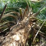 Acrocomia aculeata Hoja