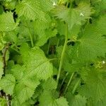 Alliaria petiolata Leaf