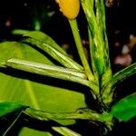 Dieffenbachia concinna Bark